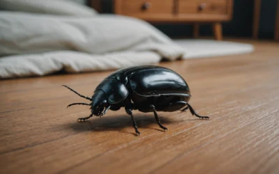 Ces petits coléoptères noirs dans la chambre : menace minuscule à contrôler